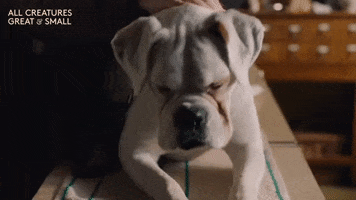Sad Good Boy GIF by All Creatures Great And Small
