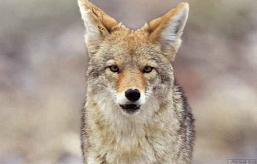 animals