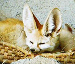 fennec-chat