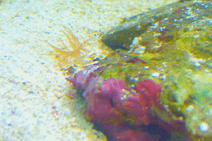 Coral GIF