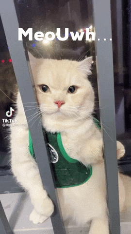 Meouwh GIF