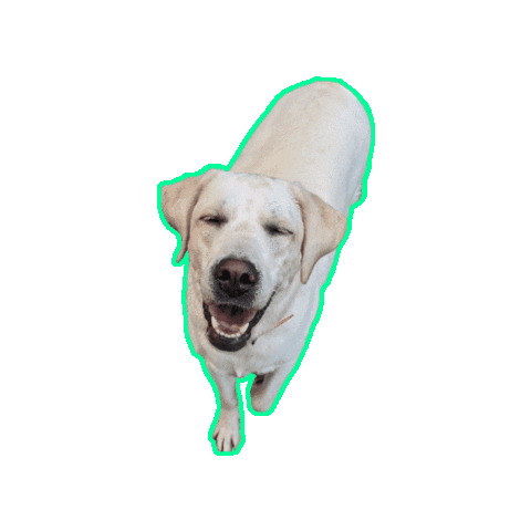 Pampered Pet Inn Sticker