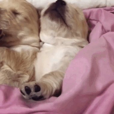 Puppies Sleeping GIF - Find & Share on GIPHY