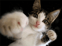 Norvina-cat GIFs - Get the best GIF on GIPHY