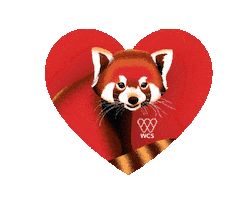 Red Panda Love Sticker by Bronx Zoo