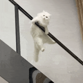 Cat GIF