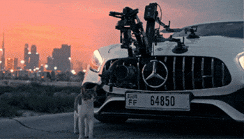 Cat GIF
