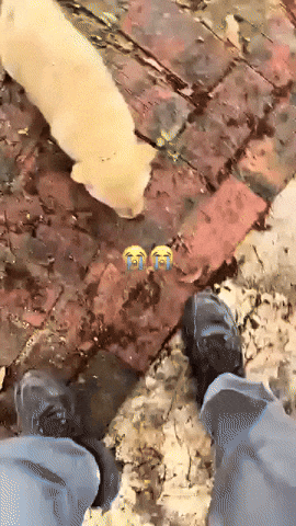 Dog GIF