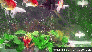 giphy.gif