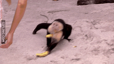 Monkey Steal GIF - Find & Share on GIPHY