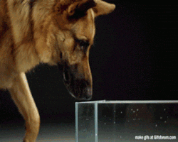 Dog Water GIF