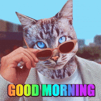 Funny Lol Cat Good Morning GIF