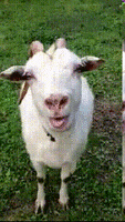 tongue goat GIF