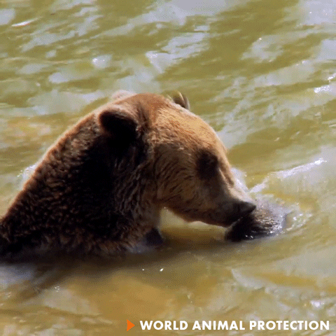 Bear Wash GIF by World Animal Protection