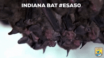 Bats Sleeping GIF by U.S. Fish and Wildlife Service