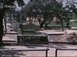 ZoosDelMundo  GIF