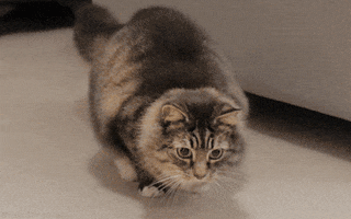 Cat Wiggle GIF by sheepfilms