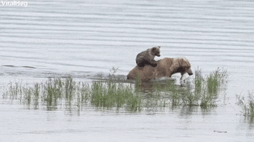 Bear Cub Rides Across River In Style GIF by ViralHog