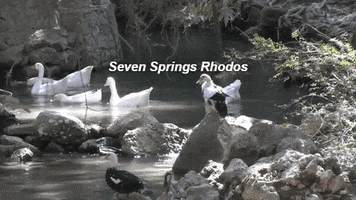 rikki nature greece natuur rhodos GIF
