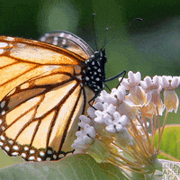 Monarch-butterfly GIFs - Get the best GIF on GIPHY