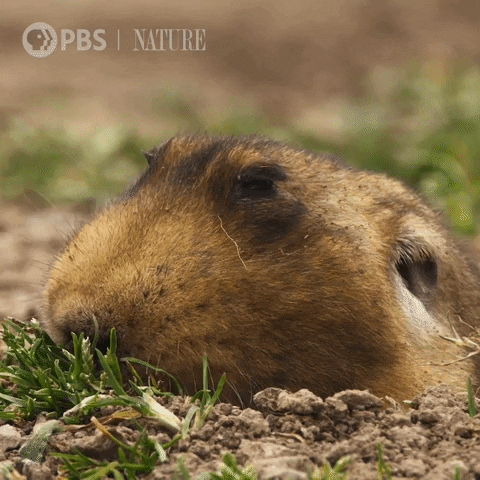 Mole Rat Wildlife GIF by Nature on PBS