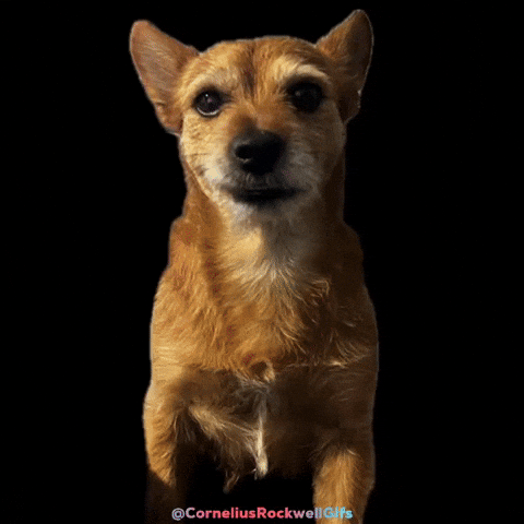 Tomato Rockygifs GIF