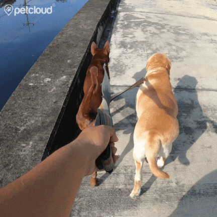 Dog Walking GIF