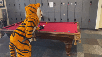 Pool Tiger GIF by Hampden-Sydney College