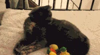 freaking out GIF