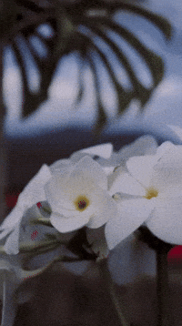 Flower Gif Wallpaper GIFs | Tenor