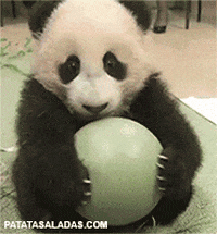 panda bear ball GIF