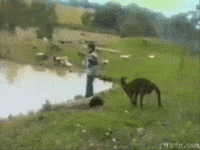 Boxing-a-kangaroo GIFs - Get the best GIF on GIPHY