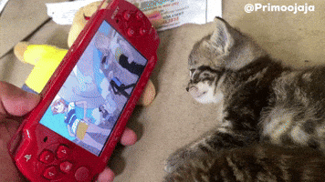 Cat Kitty GIF