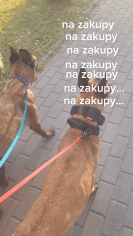Whippet Malinois GIF