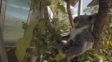 200.gif?cid=fc005b08400adf8546b23d9c1cbd29ede2008e81e94f7713&rid=200.gif&ct=g