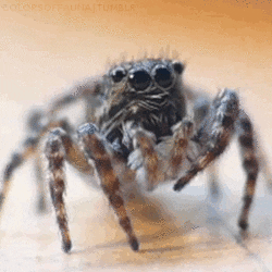 Itsy bitsy spider [open] Giphy