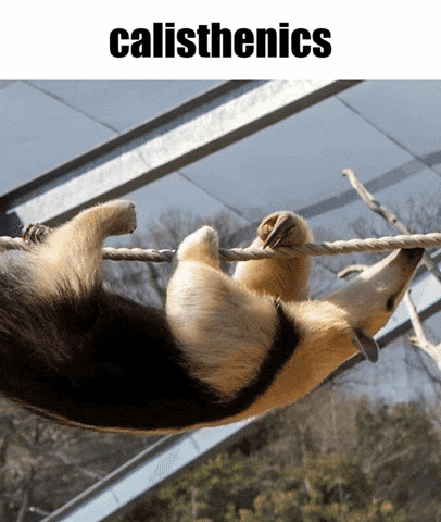 Calisthenics Cute Gif GIF