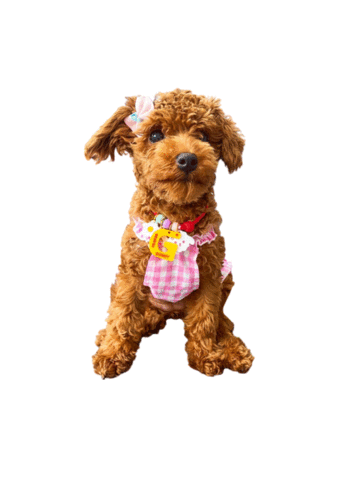 Poodle Sticker by PUPPY PET