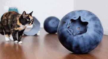 Cat Eating GIF by OWLY