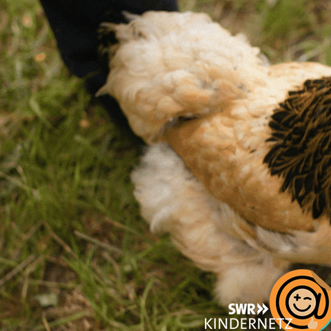 Tiere Bis Unters Dach Chicken GIF by SWR Kindernetz