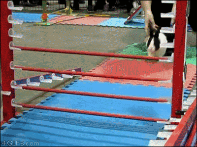 Rabbit Course GIF - Find & Share on GIPHY