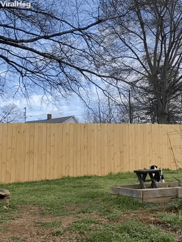 Doggy Tests Out New Fence GIF by ViralHog