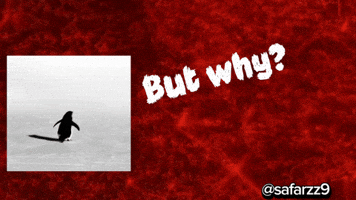 Penguin Belgesel GIF