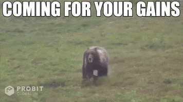 Grizzly Bear GIF by ProBit Global