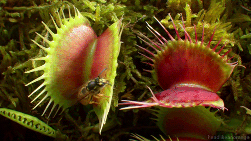 Venus Flytrap Insect GIF by Head Like an Orange - Find ...