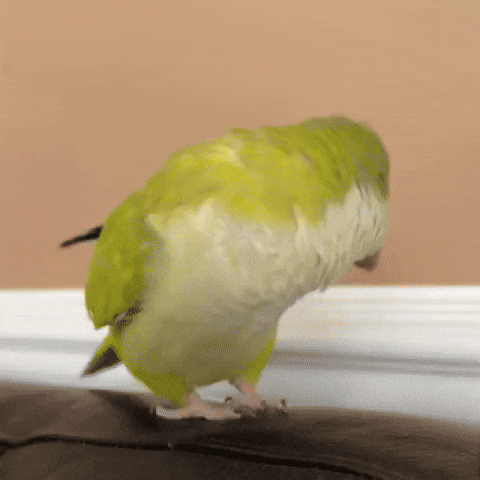 Party Parrot Dancing Bird GIF